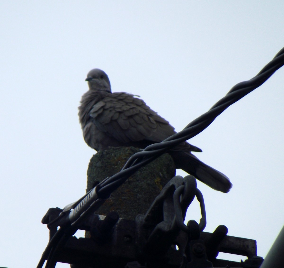 Eurasian Collared-Dove - ML54658811