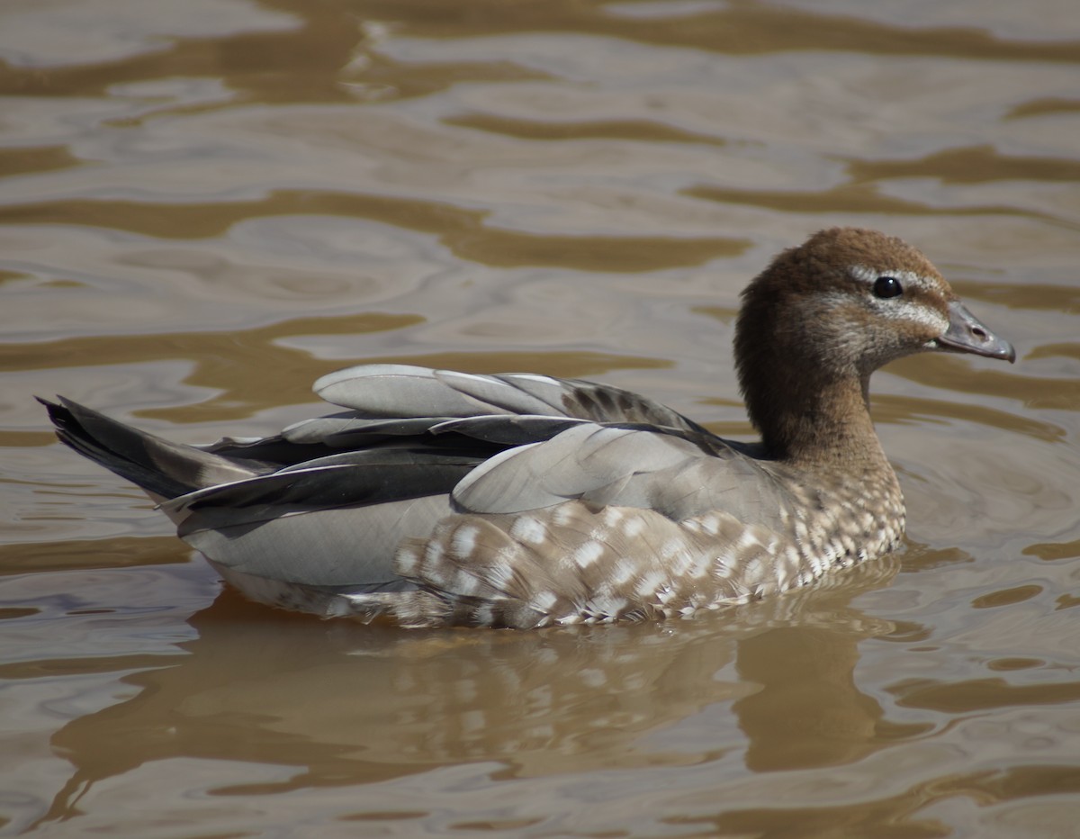 Maned Duck - Sara Young