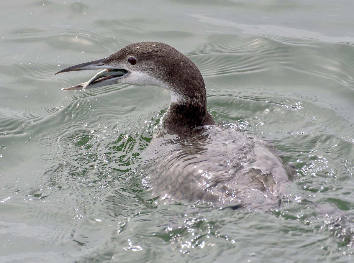 Common Loon - ML546588611