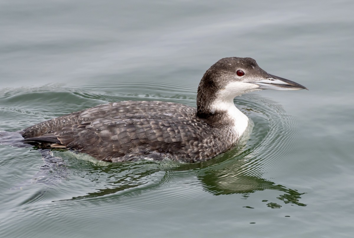 Common Loon - ML546588621