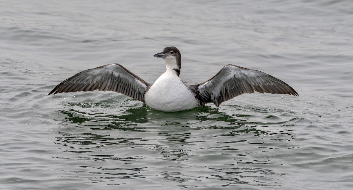 Common Loon - ML546588631