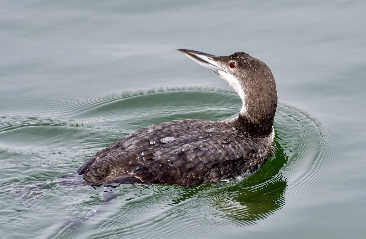 Common Loon - ML546588641