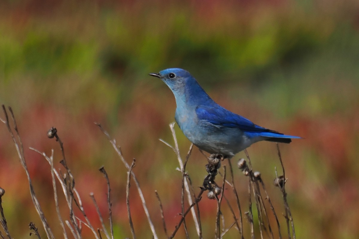 Mountain Bluebird - Donna Pomeroy