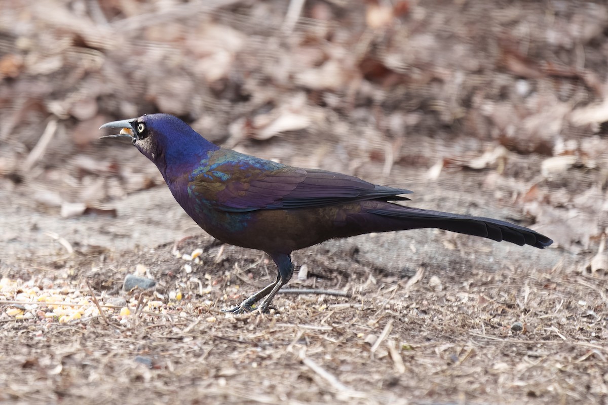 Common Grackle - ML546591401