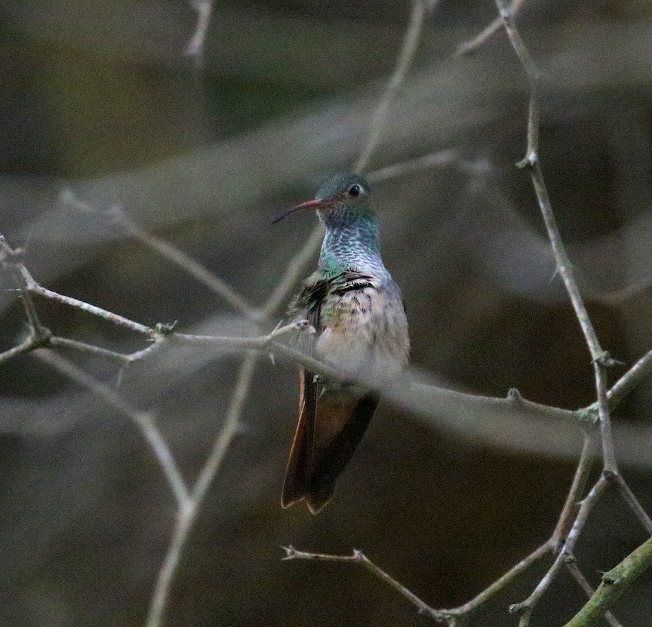 kolibřík yukatanský - ML546592401