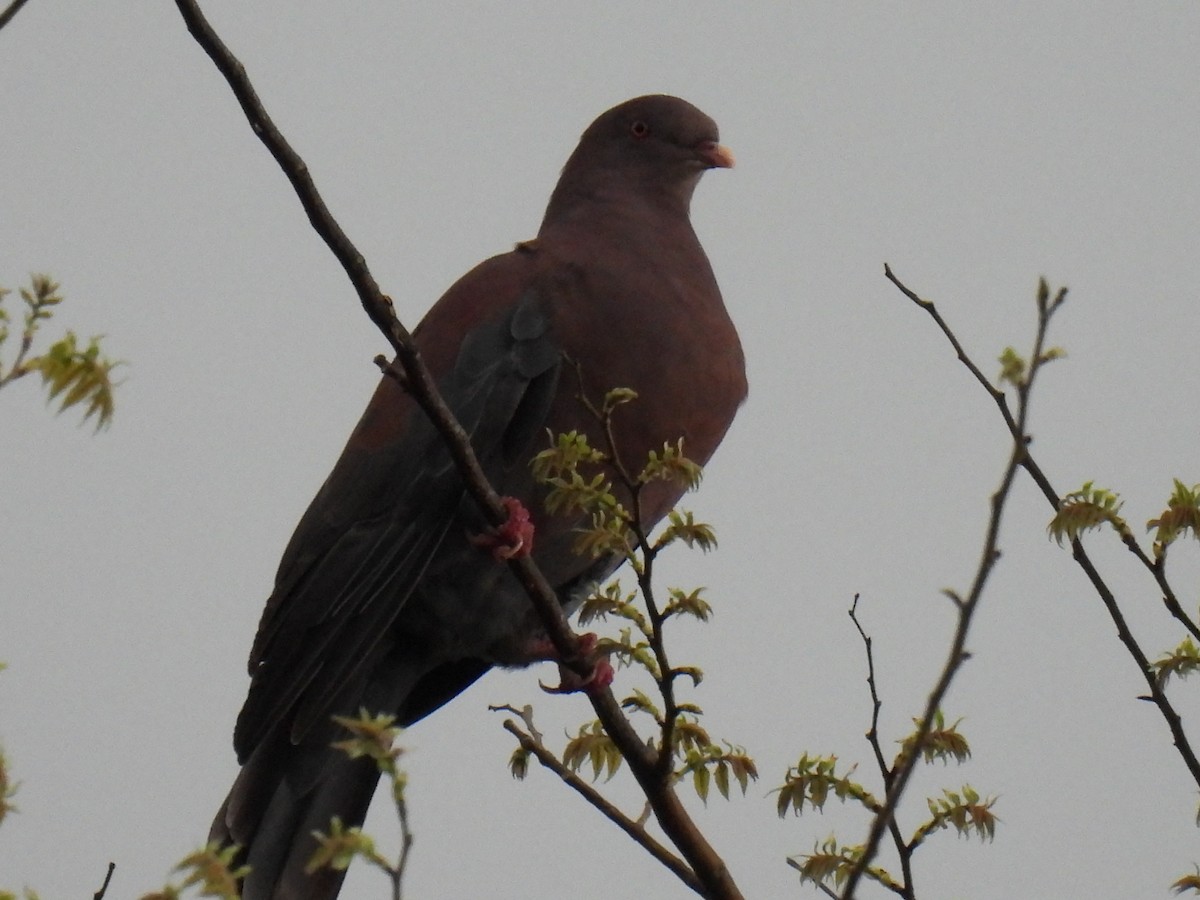 Pigeon à bec rouge - ML546593221