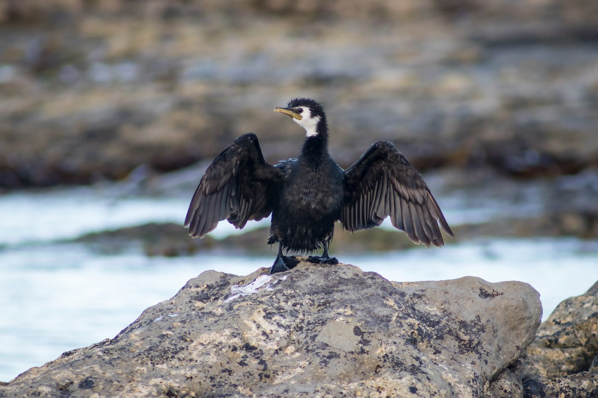 Little Pied Cormorant - Mario Botros