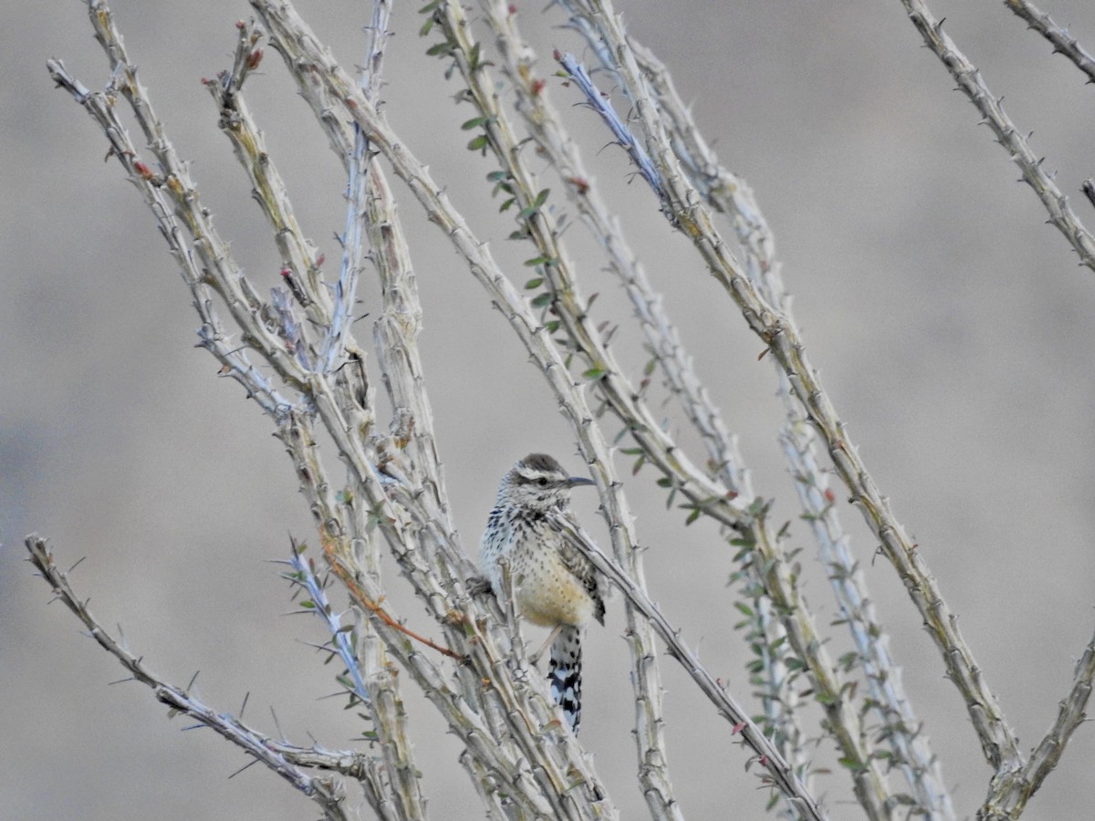 Cactus Wren - ML546593941