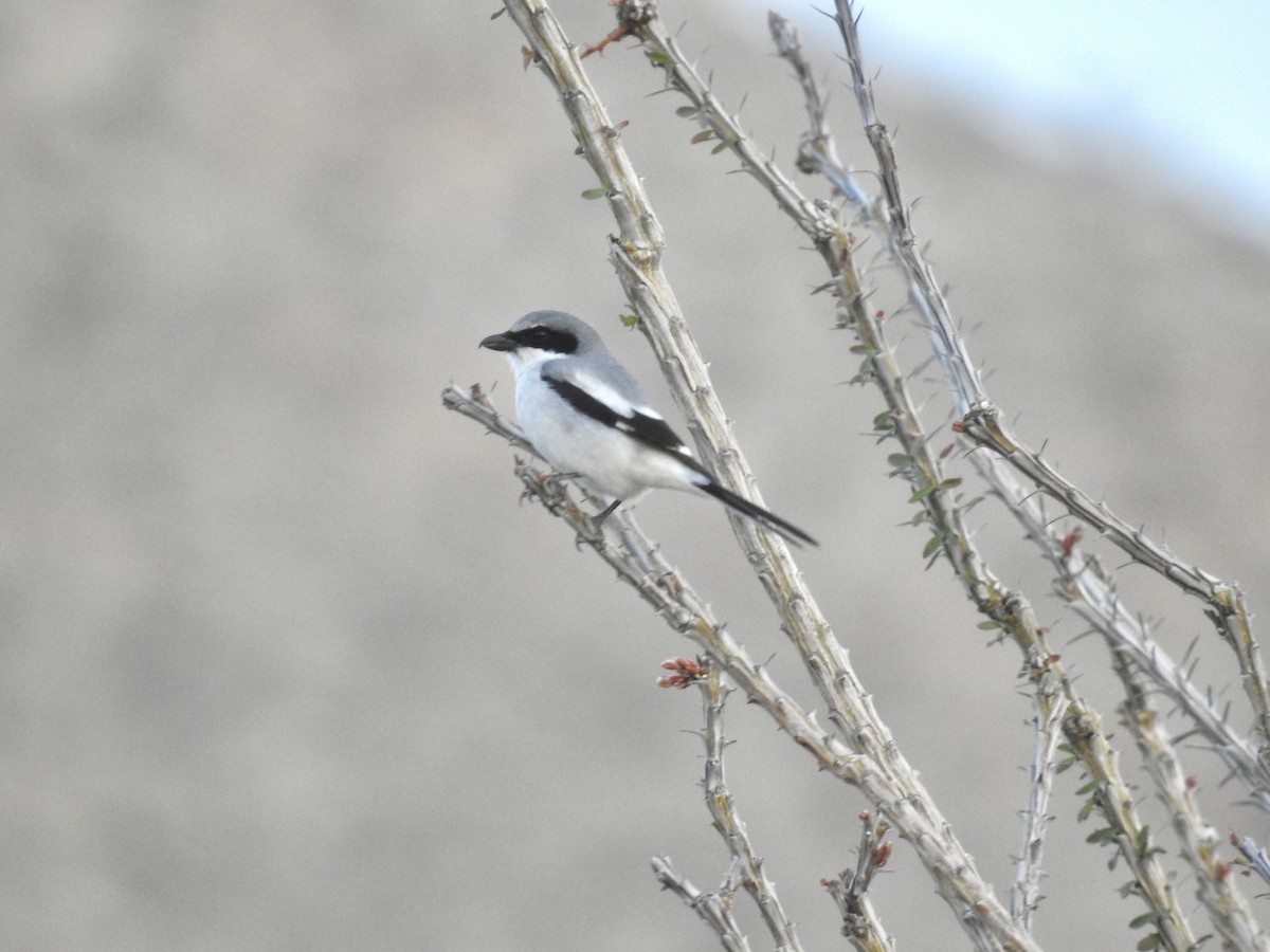 Loggerhead Shrike - ML546594101