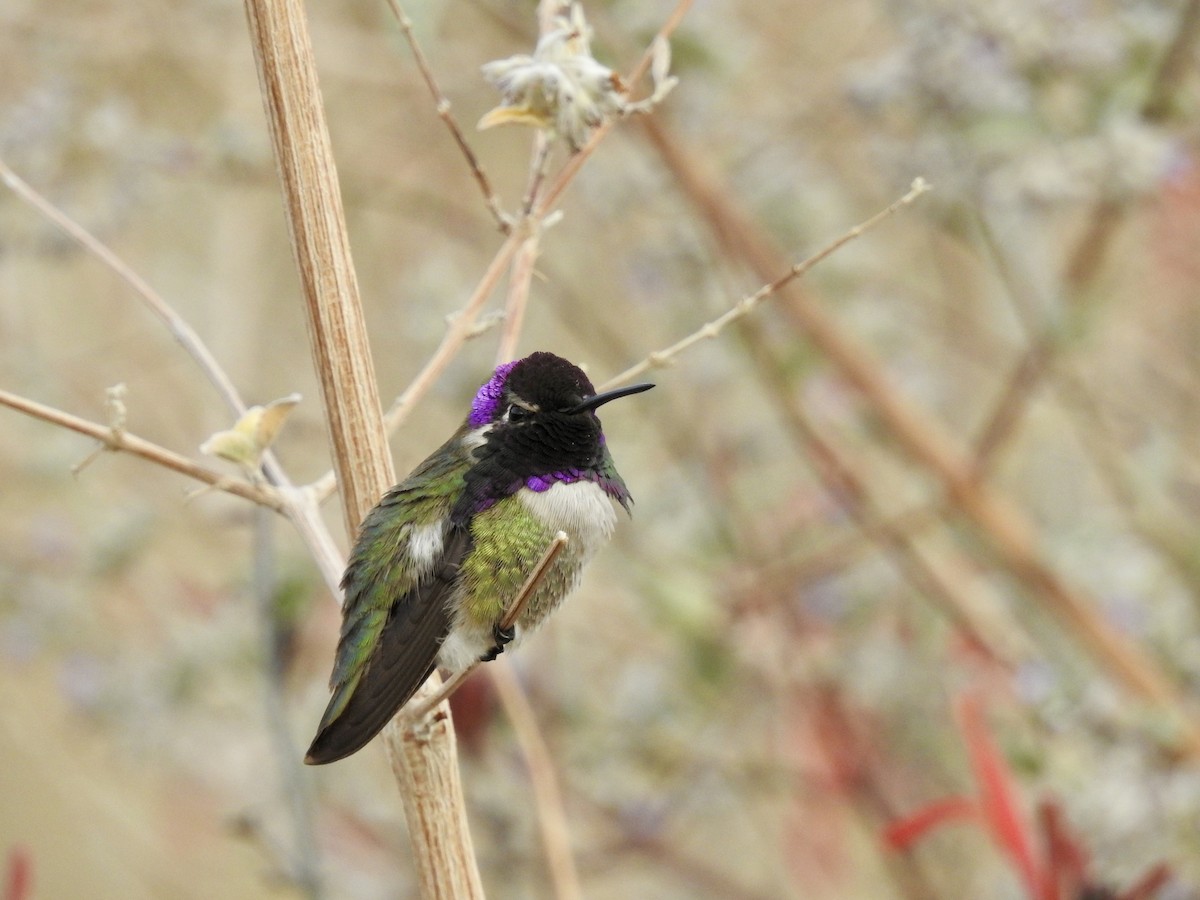 Costa's Hummingbird - ML546594161