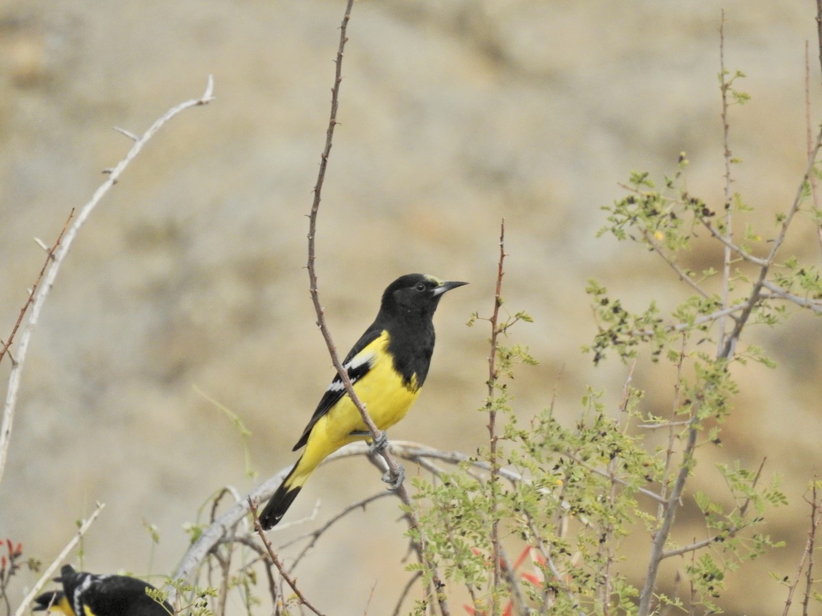 Oriole jaune-verdâtre - ML546594261