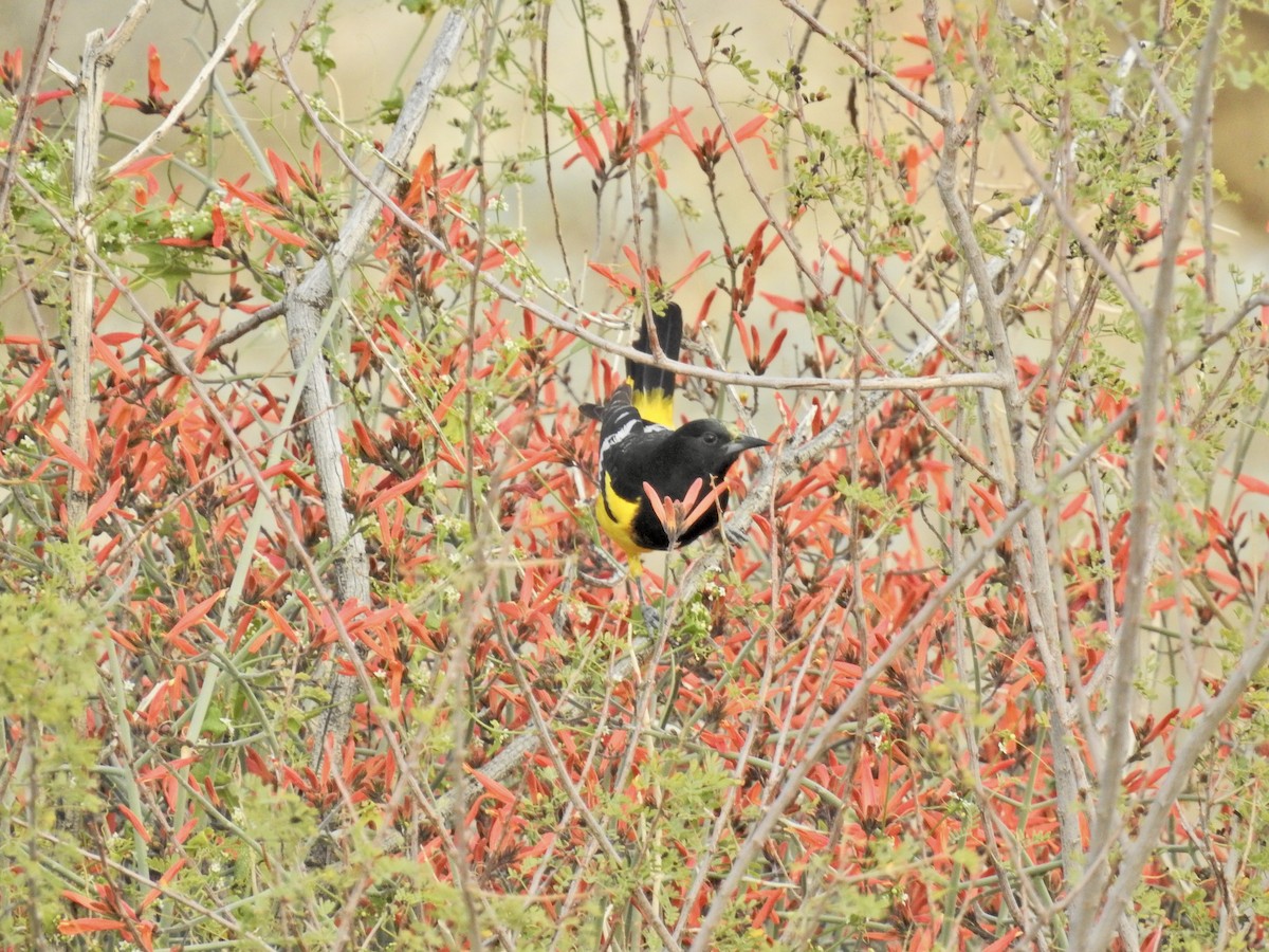 Oriole jaune-verdâtre - ML546594331