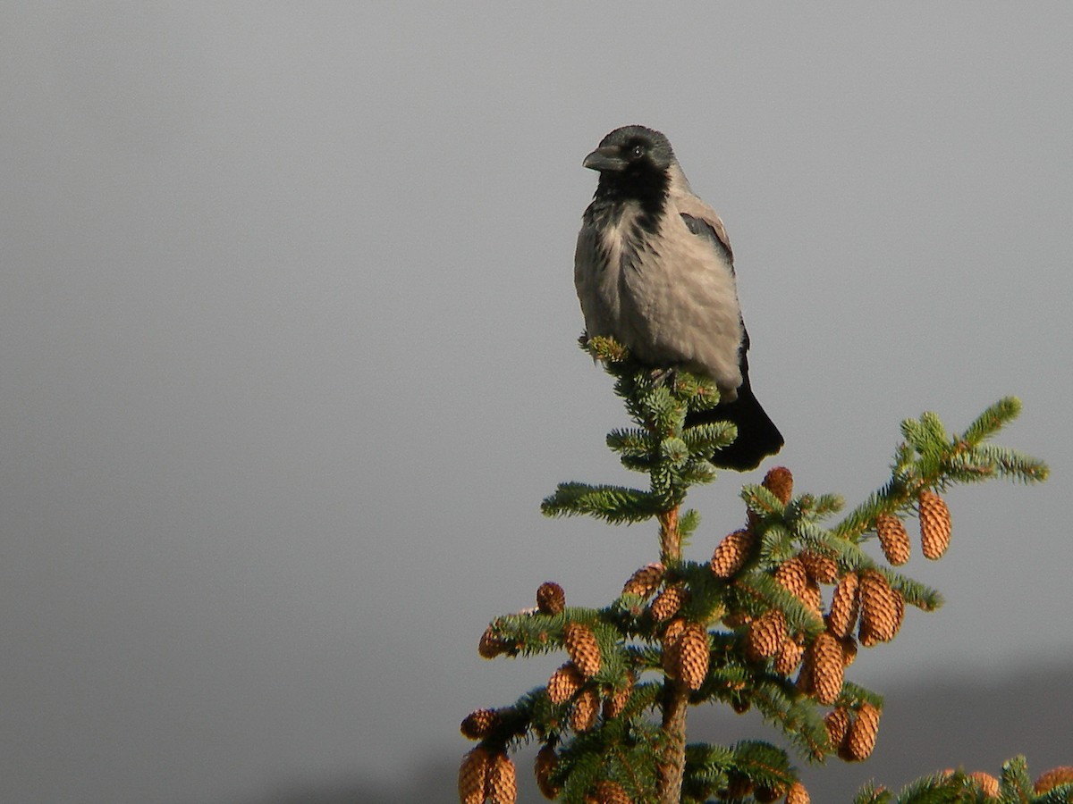 Hooded Crow - ML54659481