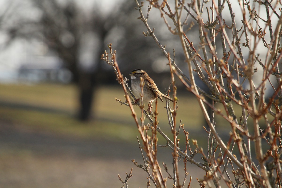 White-throated Sparrow - ML546595041