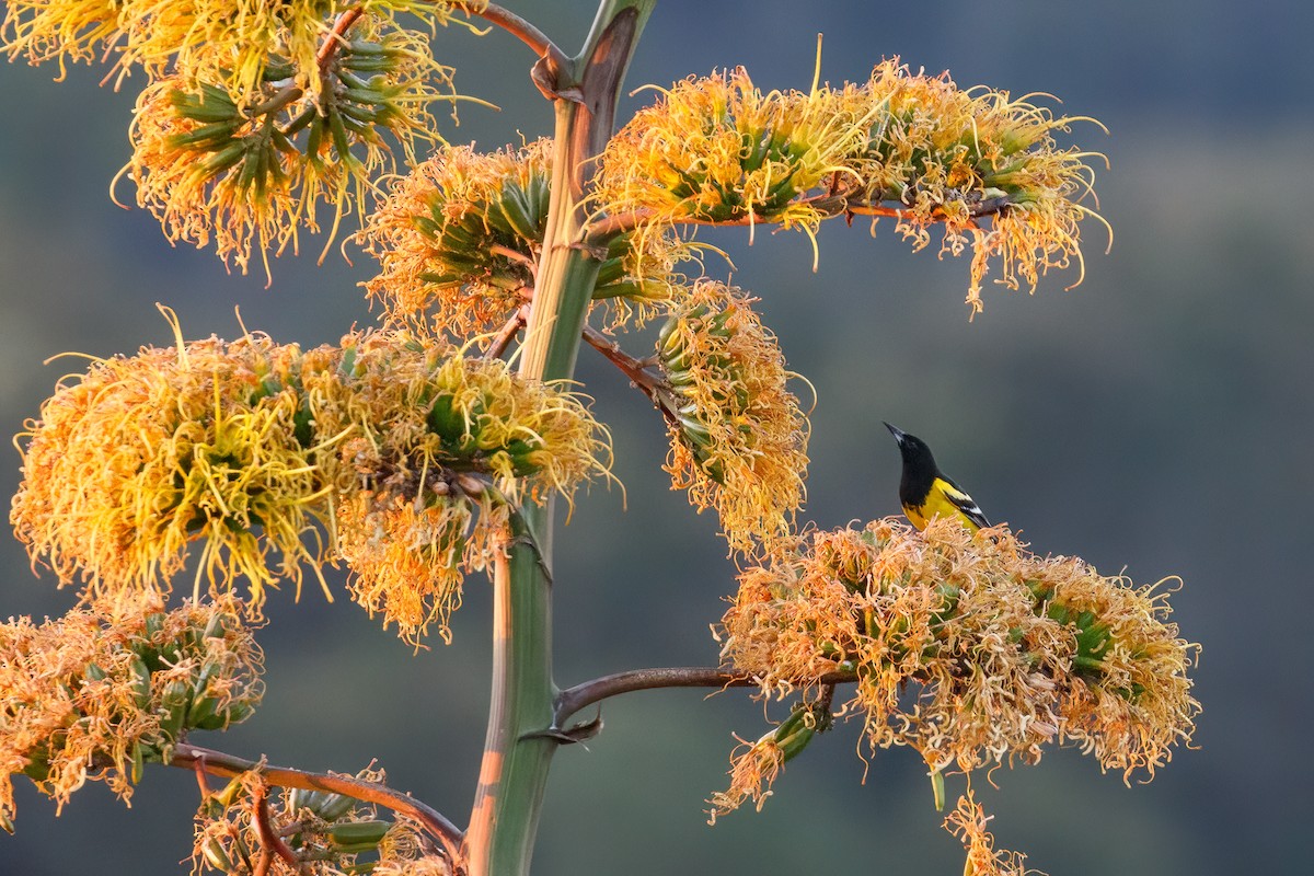 Oriole jaune-verdâtre - ML546595061