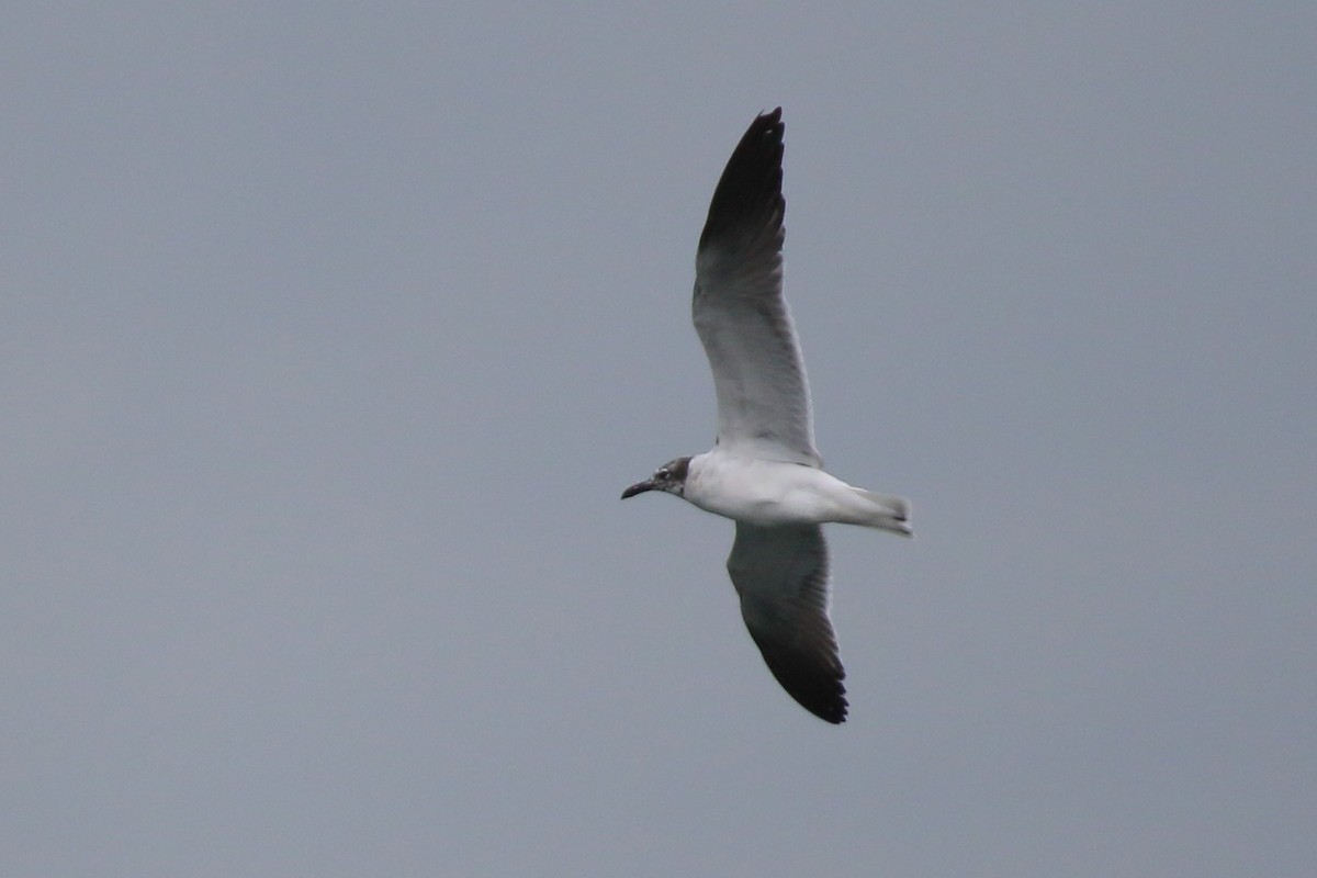 Laughing Gull - ML546595161