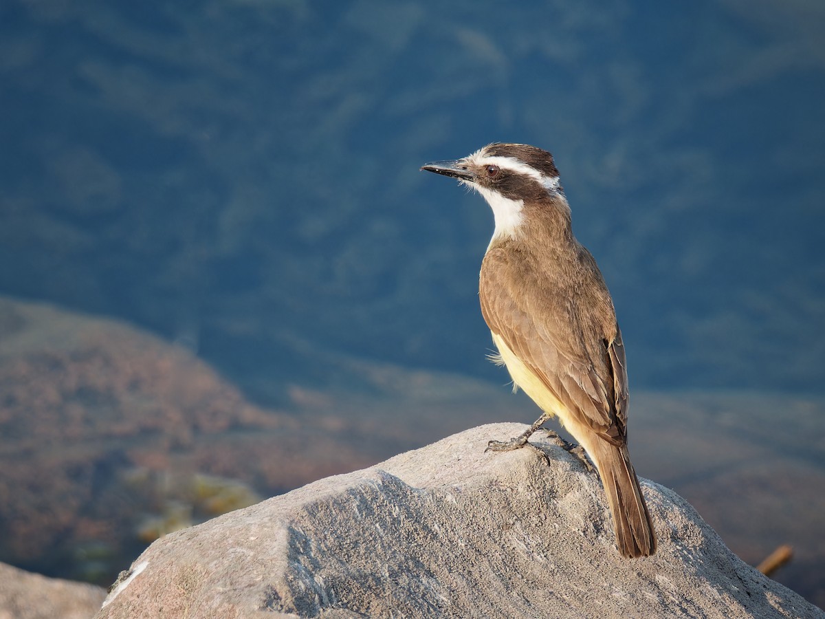 Great Kiskadee - ML546595261