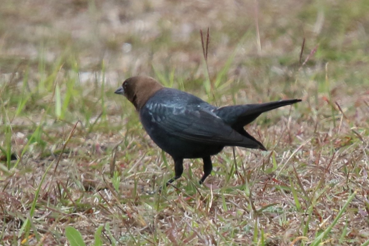 Brown-headed Cowbird - Tammie Vied Smith