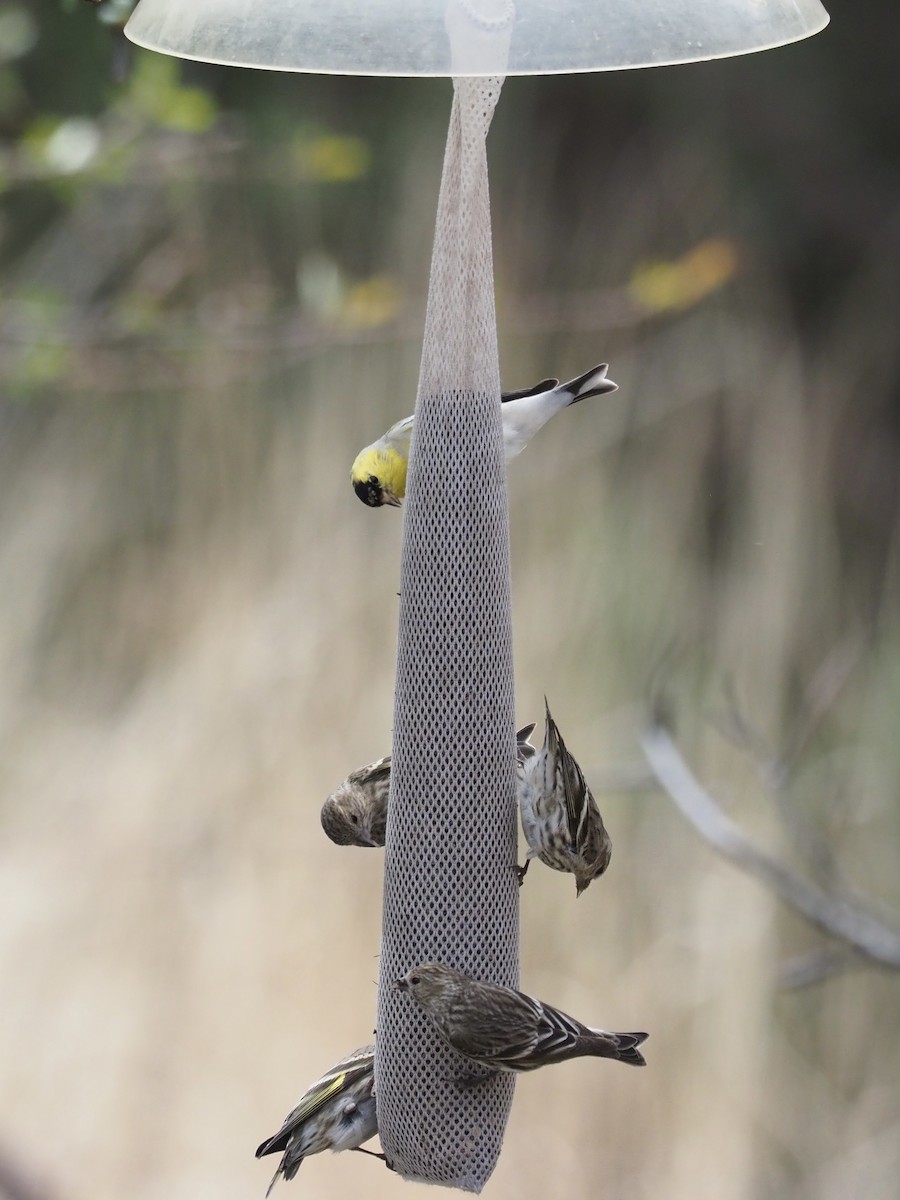 American Goldfinch - ML546595411