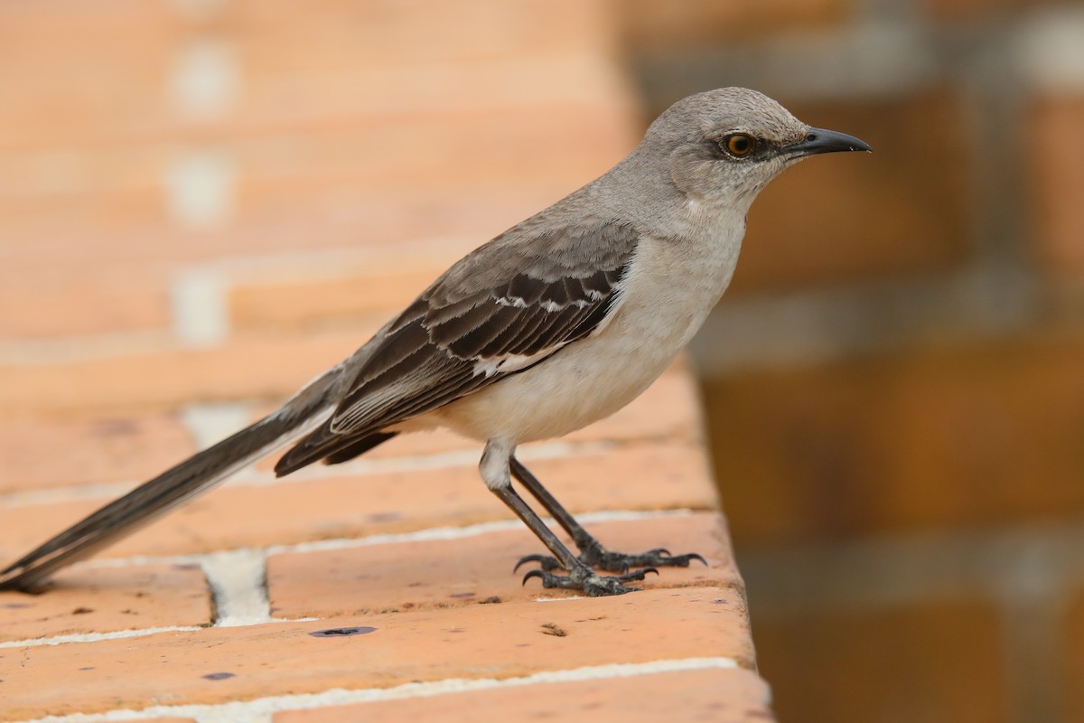 Northern Mockingbird - ML546595611