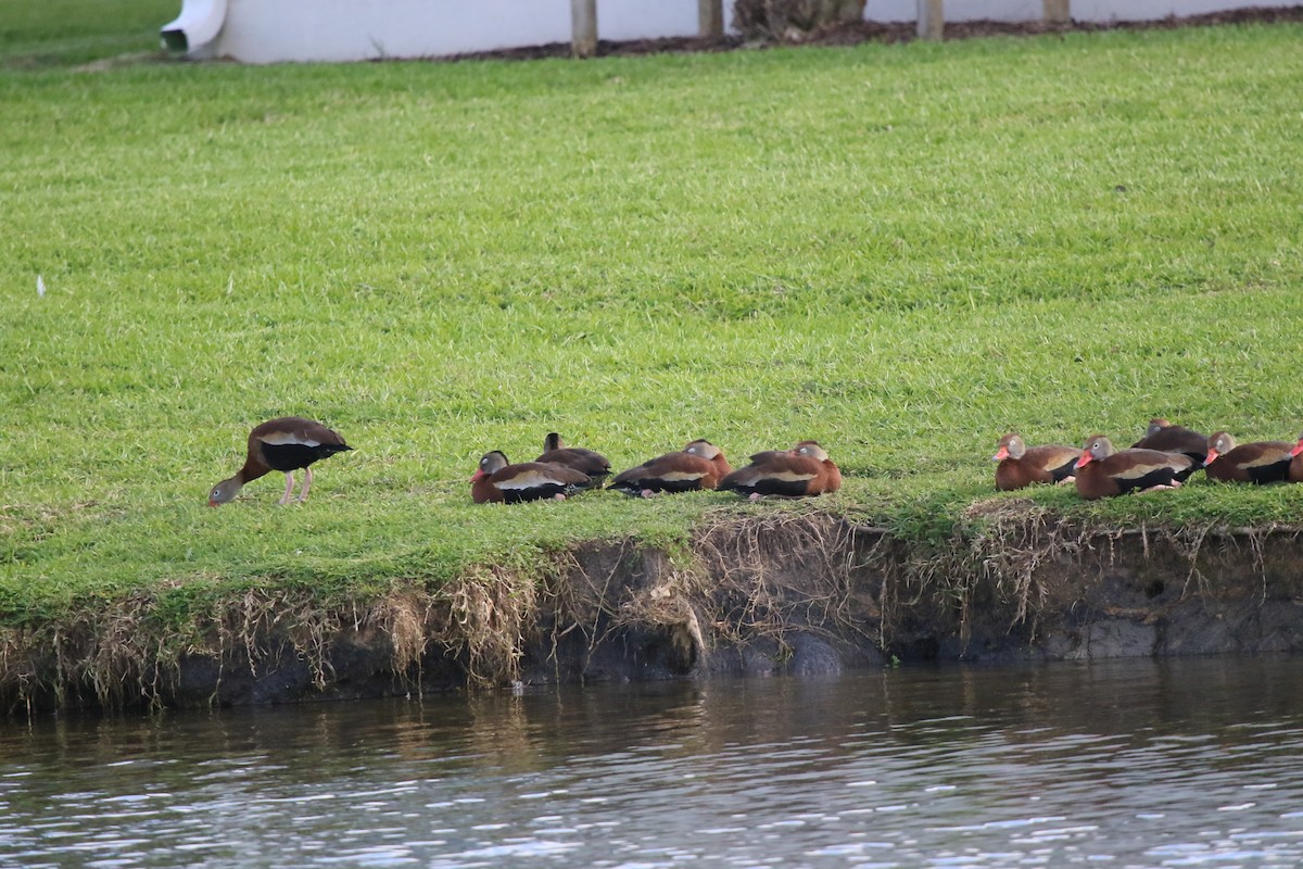 Black-bellied Whistling-Duck - ML546595761