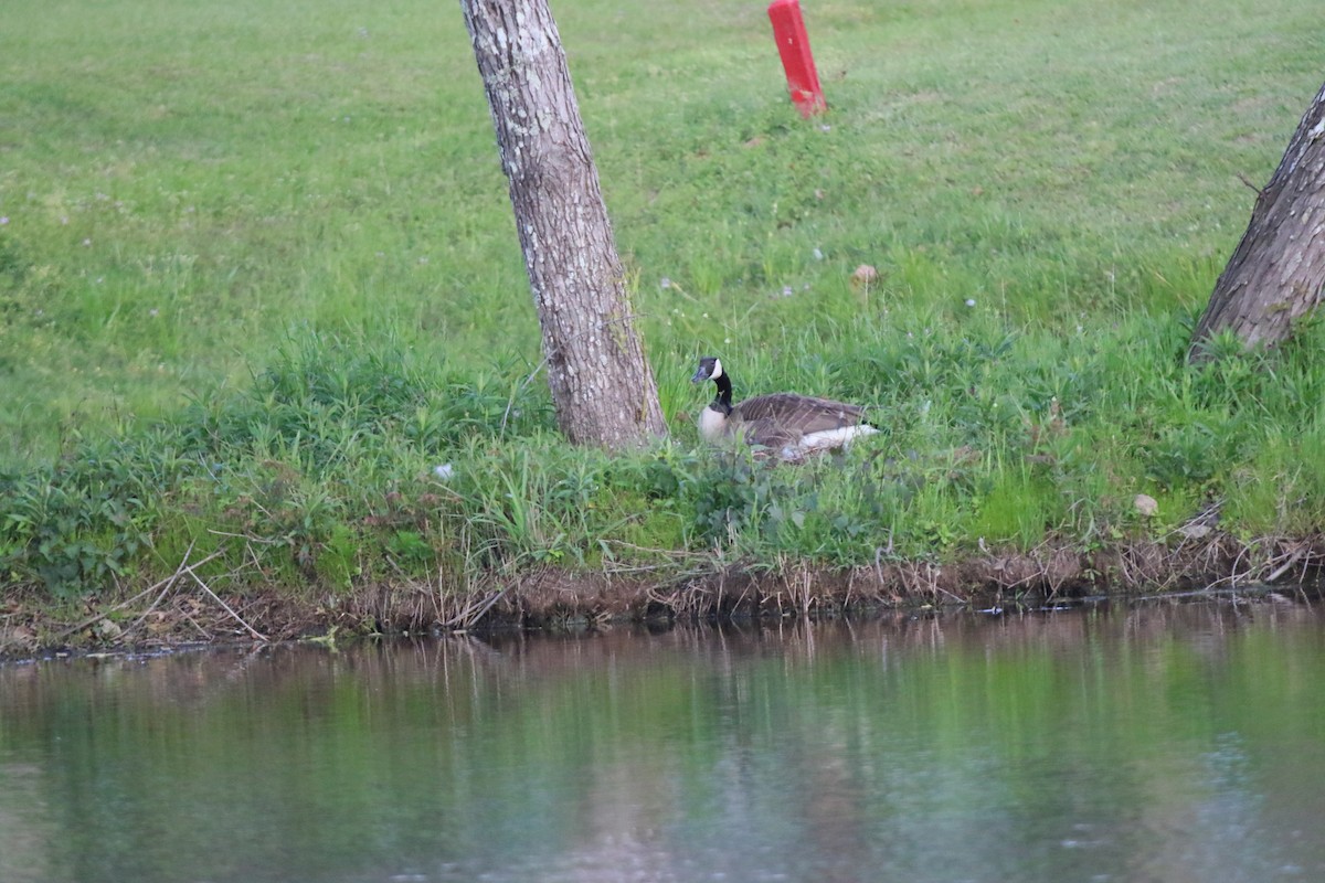 Canada Goose - ML546595791