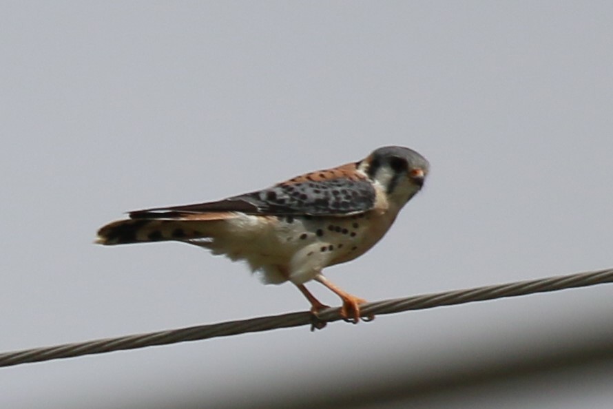 American Kestrel - ML546595901