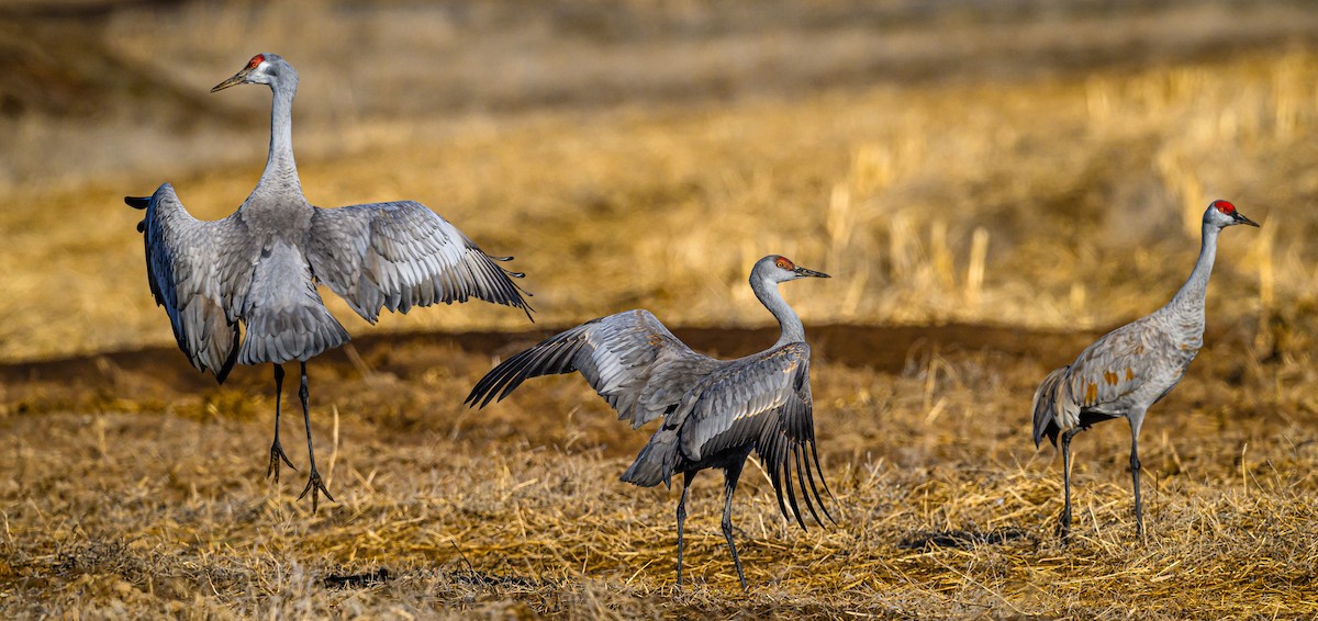 Sandhill Crane - ML546596031