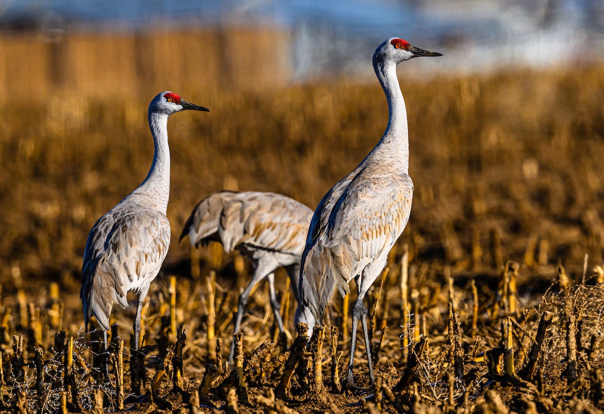 Sandhill Crane - Ken Miracle