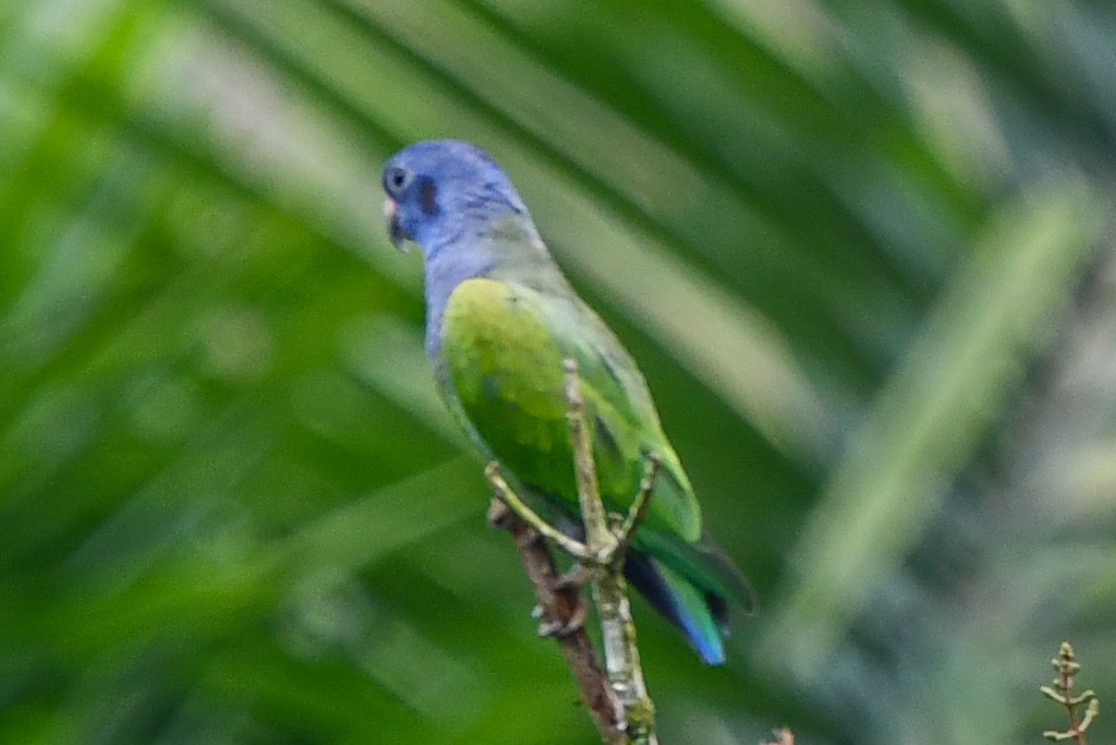 Blue-headed Parrot - ML546596861
