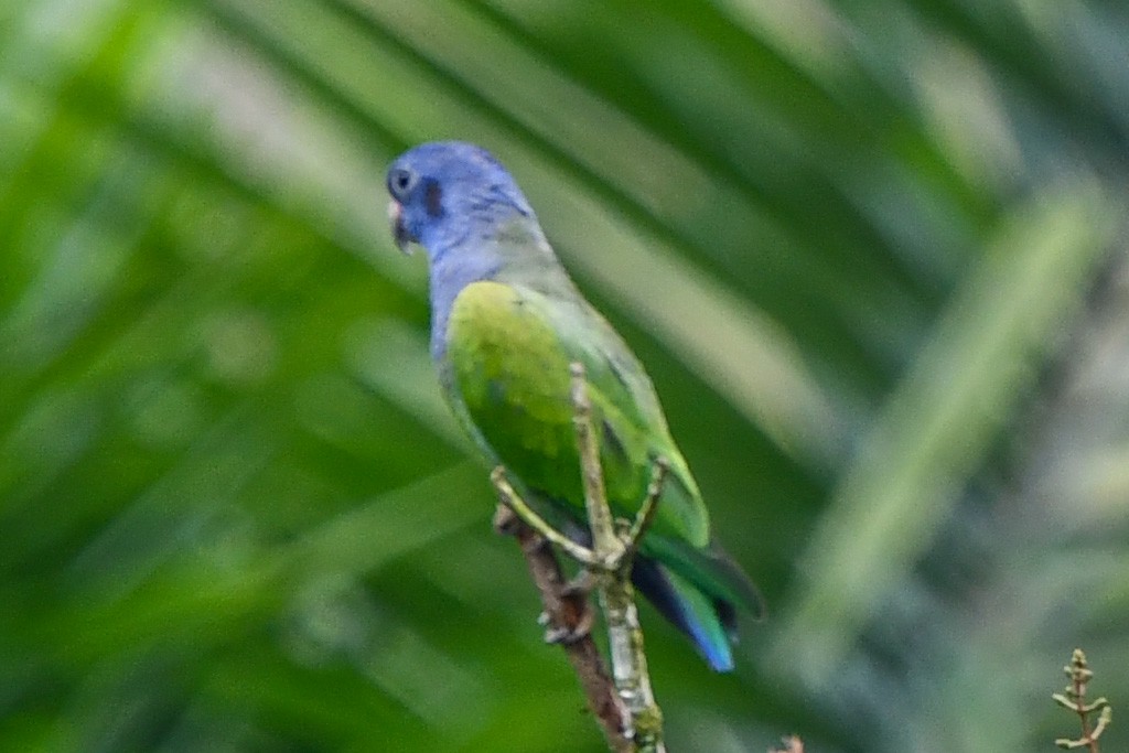 Loro Cabeciazul - ML546596861