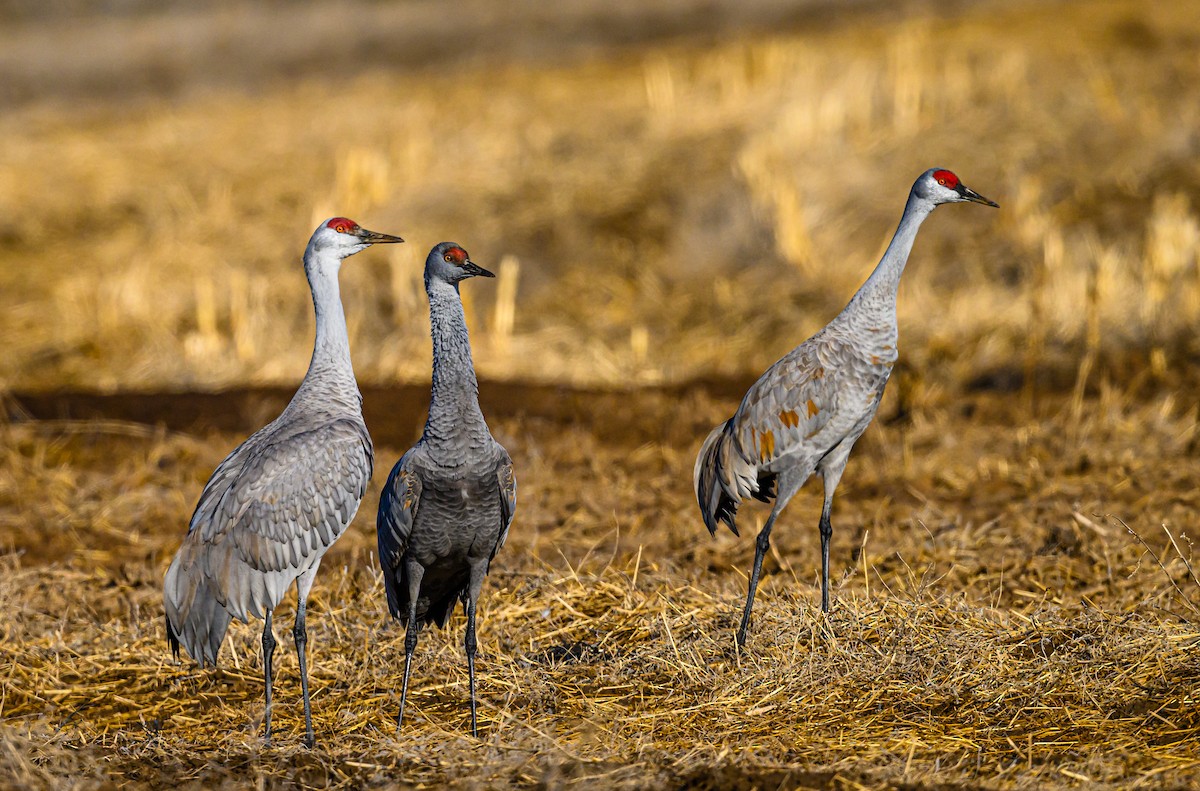 Sandhill Crane - Ken Miracle