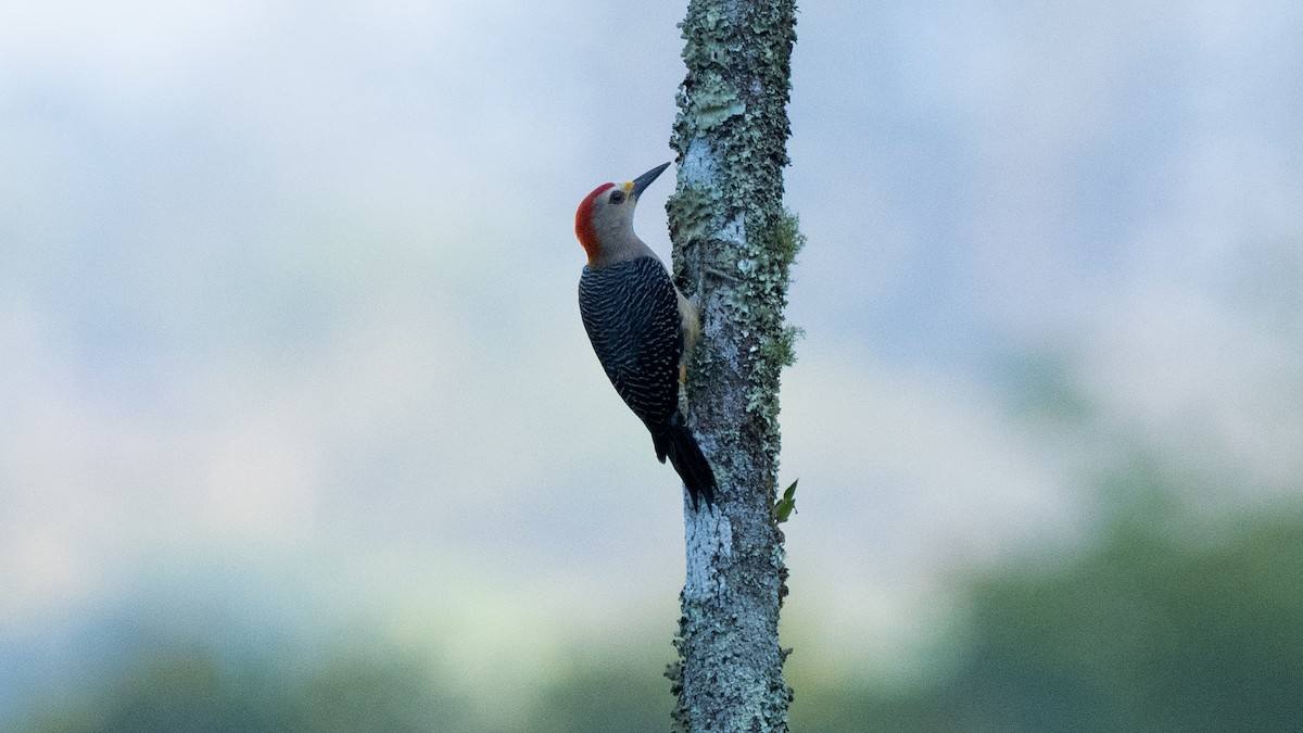 Golden-fronted Woodpecker - ML546597891