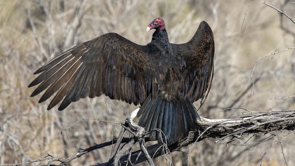 Turkey Vulture - ML546598101