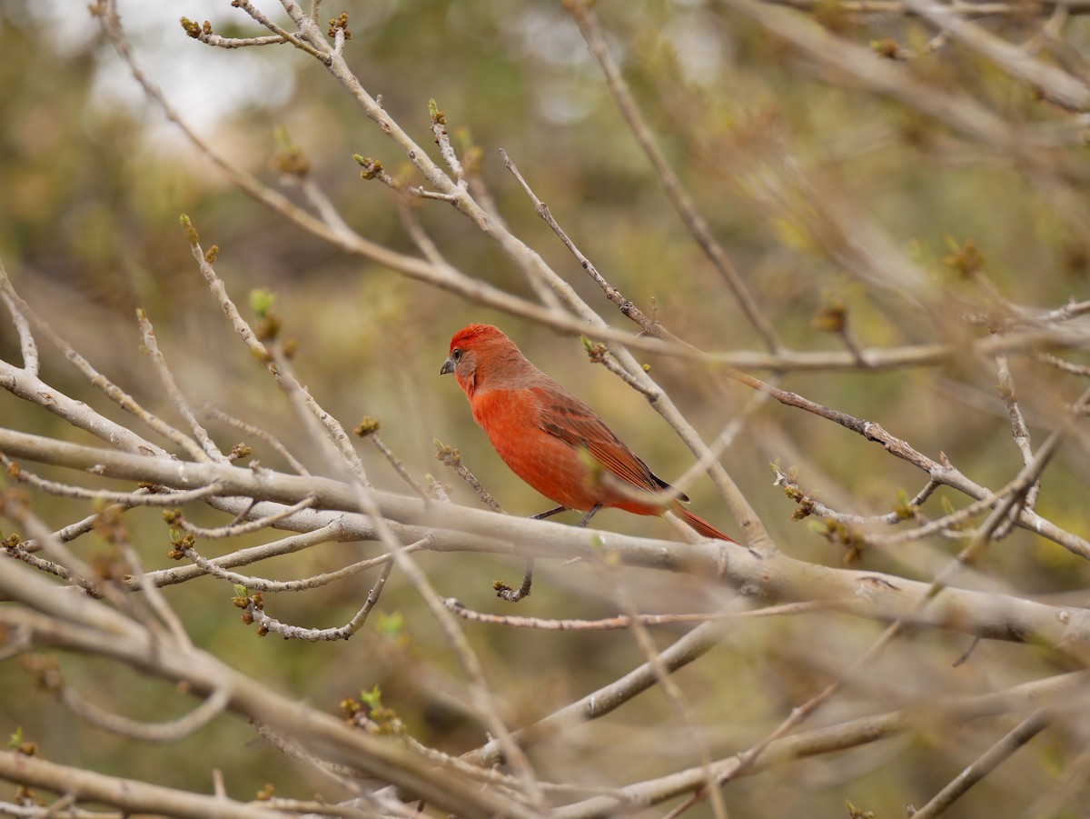 Hepatic Tanager - ML546598611
