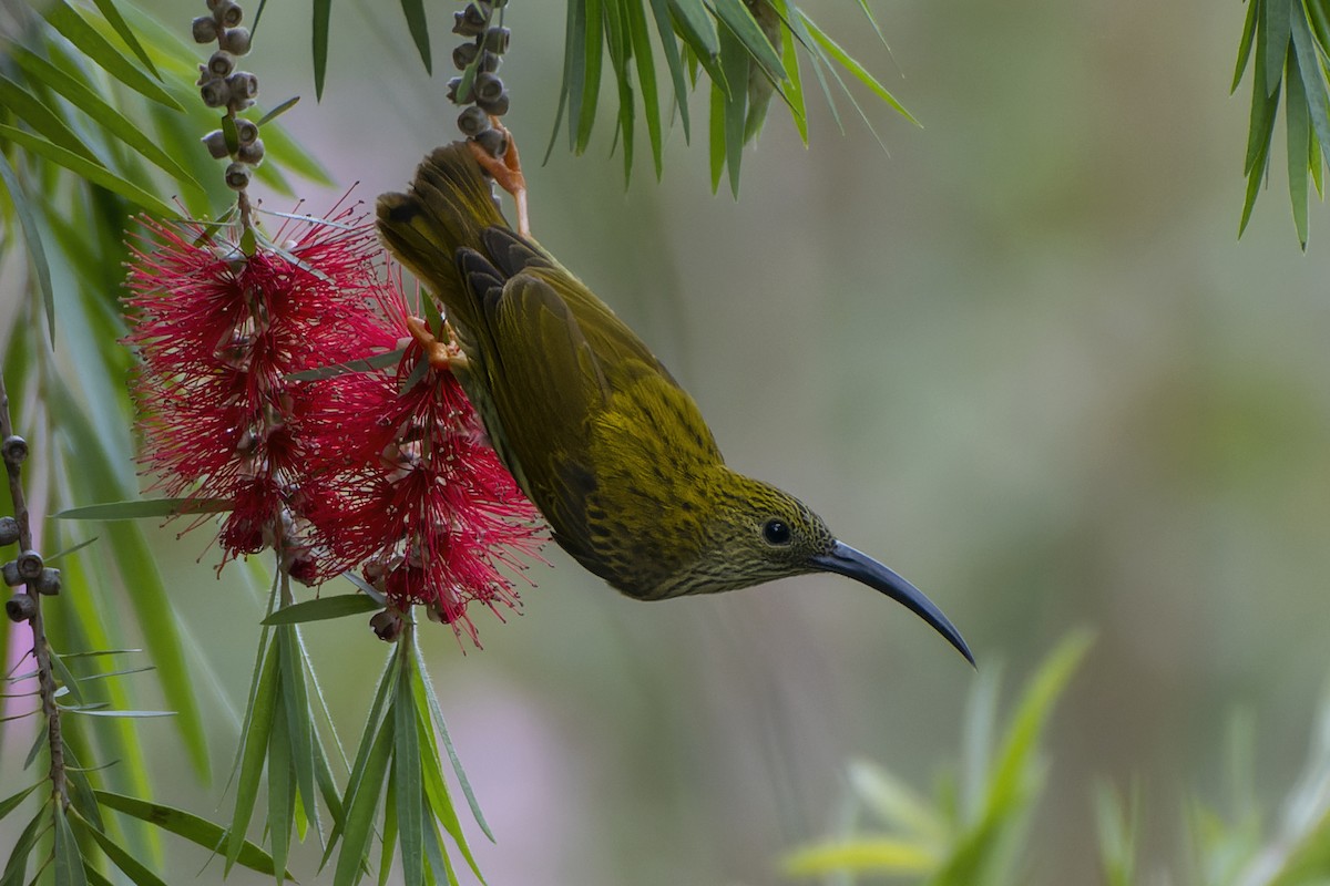 Streaked Spiderhunter - Jeff Maw