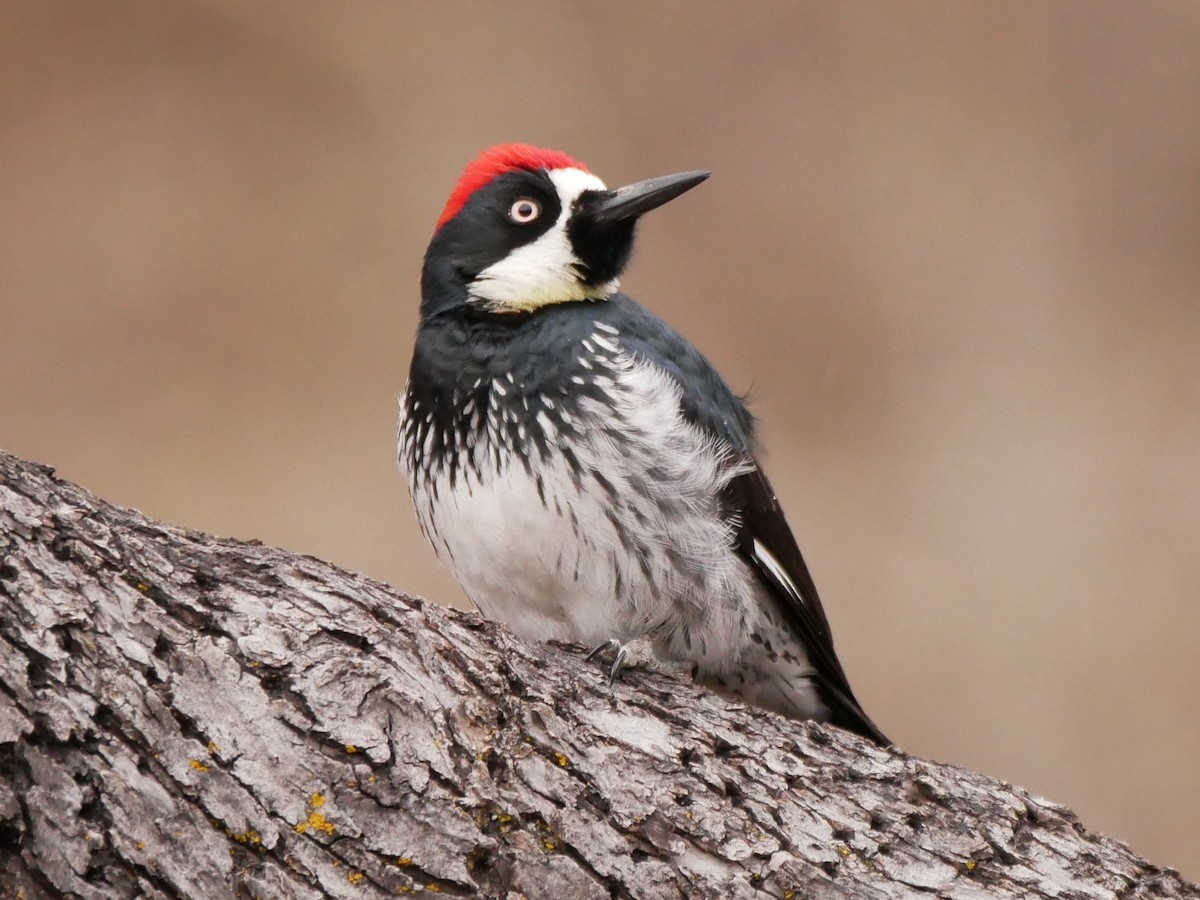 Acorn Woodpecker - ML546599081