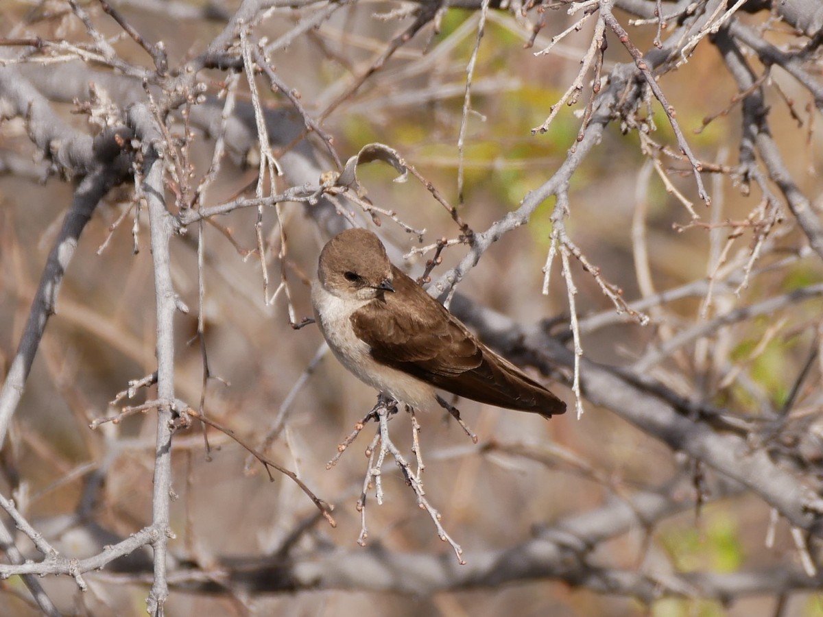 Northern Rough-winged Swallow - ML546599431