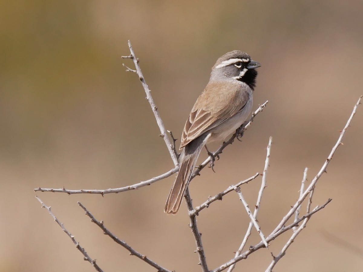 Black-throated Sparrow - ML546599551
