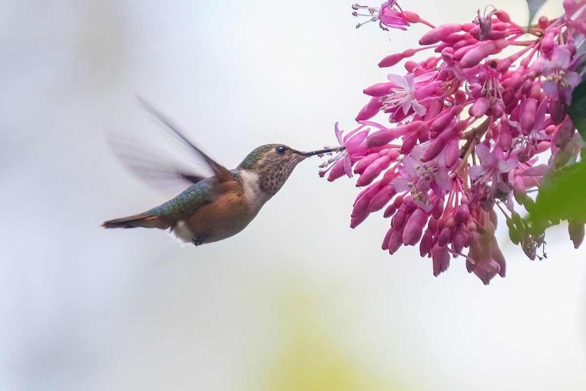 Bumblebee Hummingbird - ML546599631