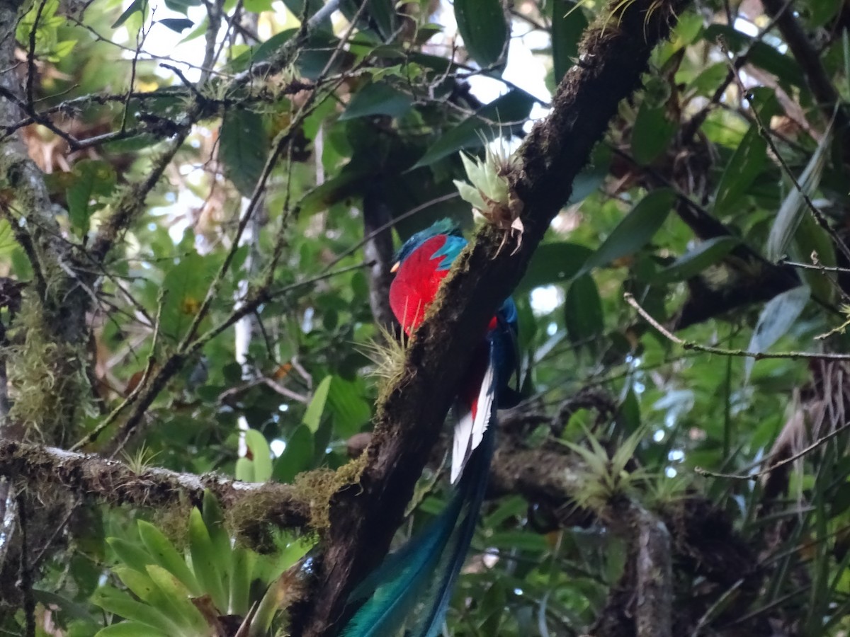 Quetzal Guatemalteco - ML546599781
