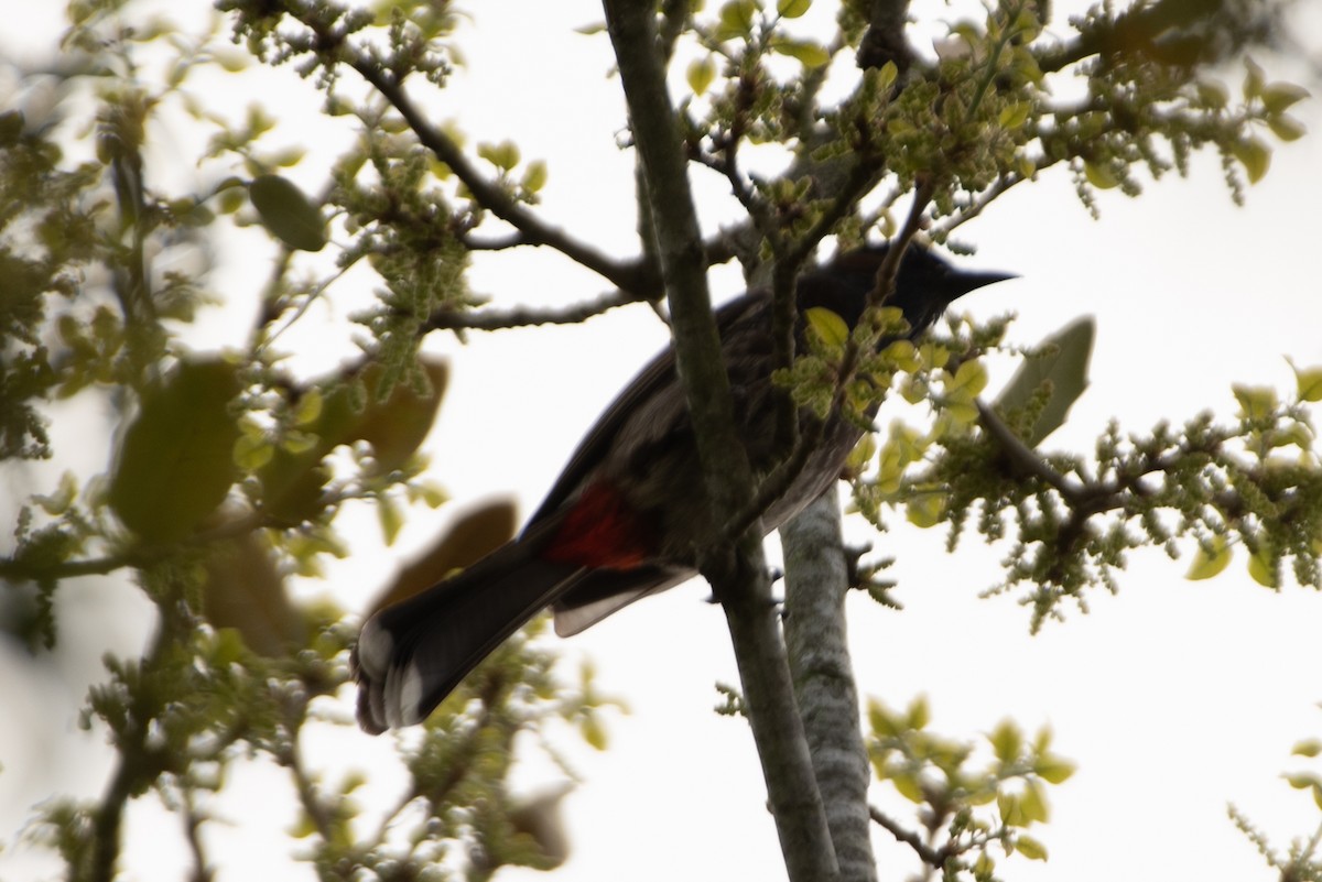 Red-vented Bulbul - ML546600591