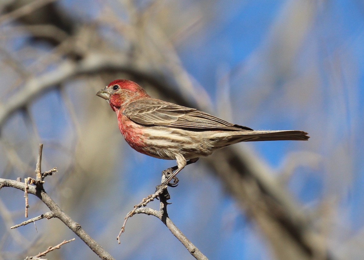 House Finch - ML546600851