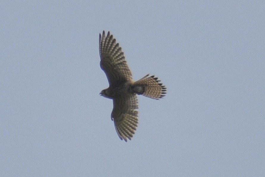 Eurasian Kestrel - Bill Hubbard