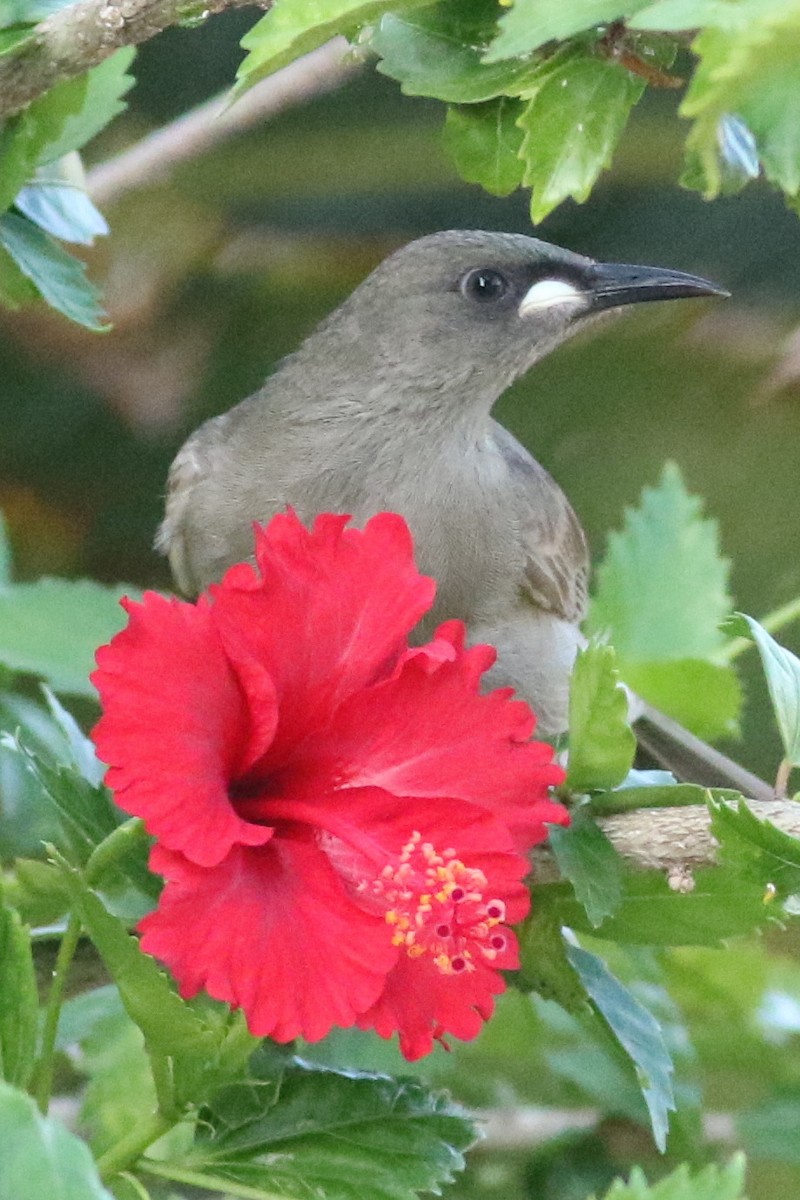 White-gaped Honeyeater - ML546601601