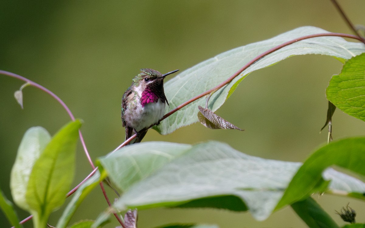 Bumblebee Hummingbird - ML546601941