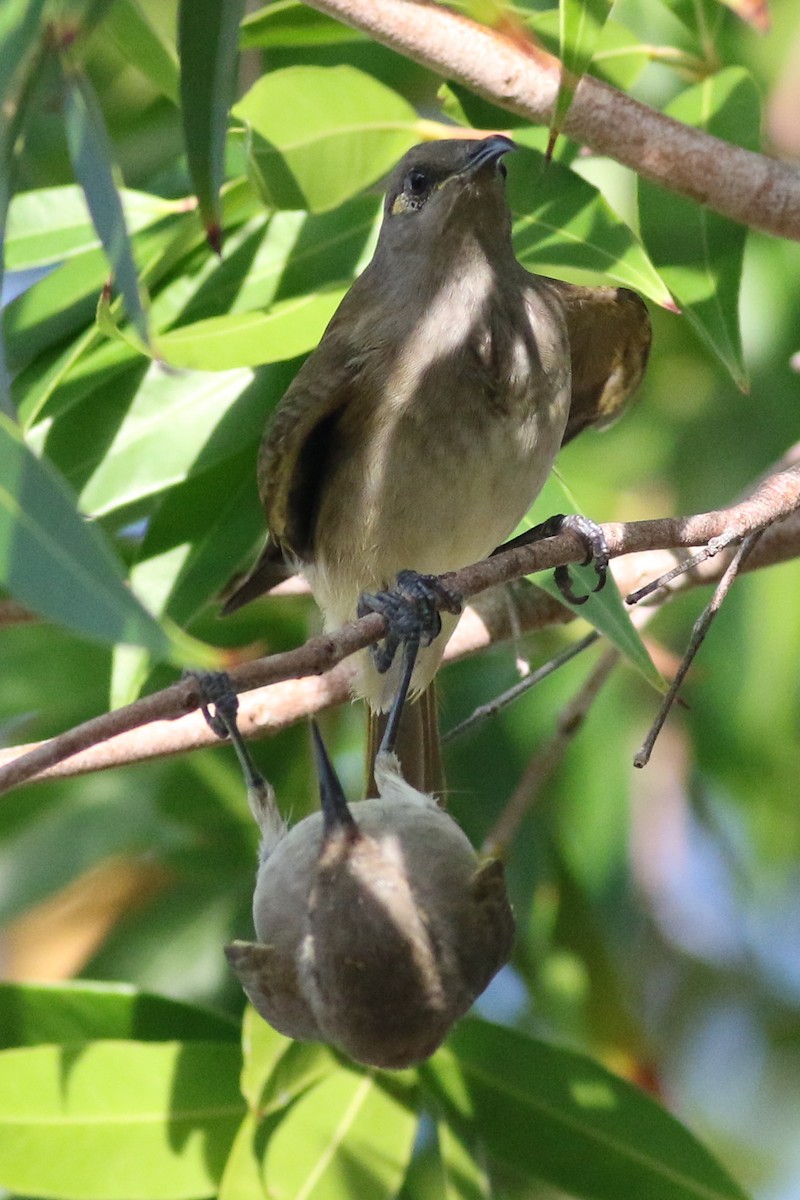 Brown Honeyeater - ML546601981