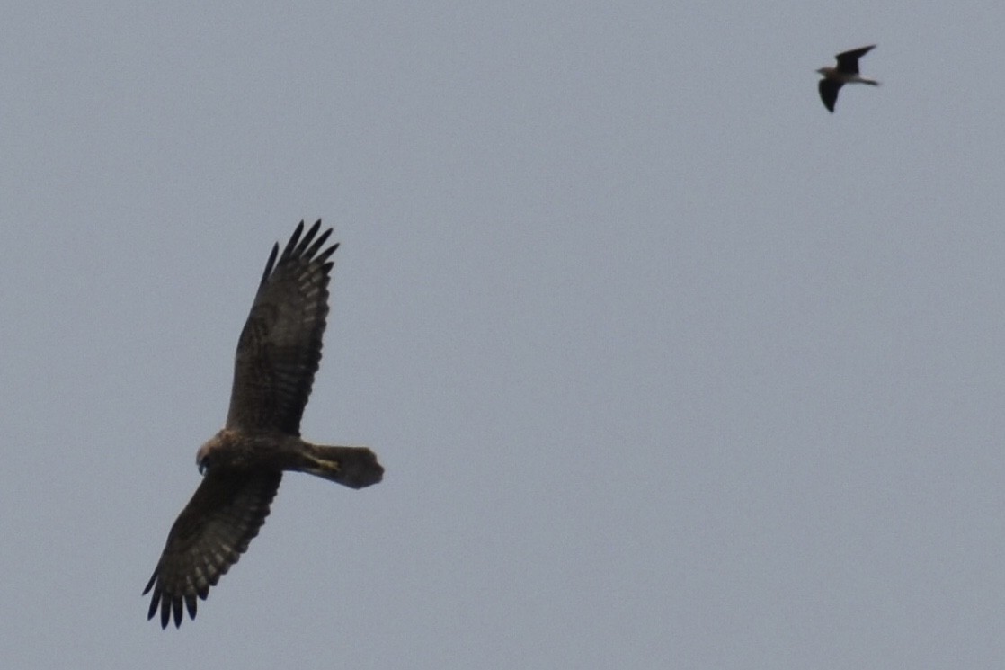 Eastern Marsh Harrier - ML546602031