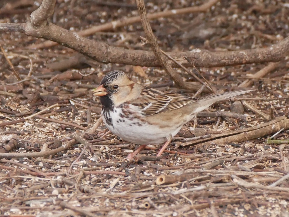 Harris's Sparrow - ML546602651