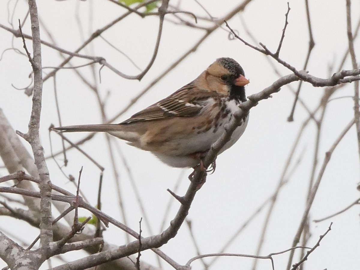 Harris's Sparrow - ML546602661